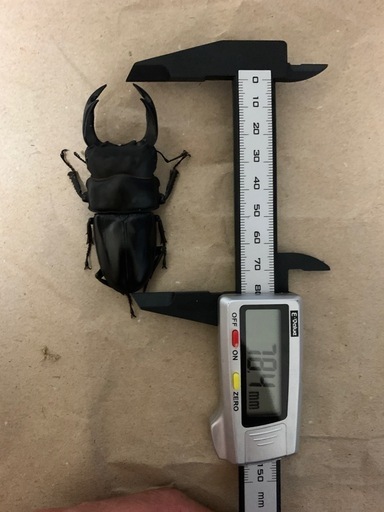 @キマル【標本】オオクワガタ　能勢SR    81.9ミリ　2点セット 能勢SR血統オオクワガタオス単品 (nekoneko) 芦屋川のその他の