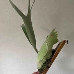 ビカクシダ(P.monkey north)の画像