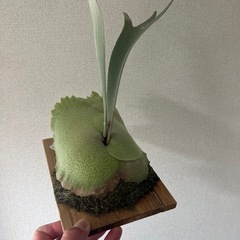 ビカクシダ(P.monkey north)の画像
