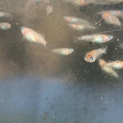 夜桜　メダカ　めだかの画像