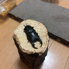 オオクワガタ　オスメスペアの画像
