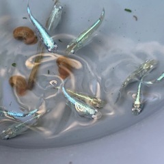 緑光鋼　メダカ　めだかの画像