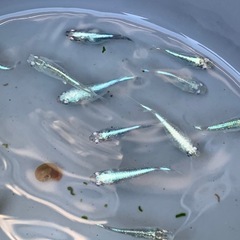 緑光鋼　メダカ　めだかの画像