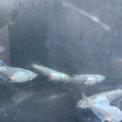 緑光鋼　メダカ　めだかの画像