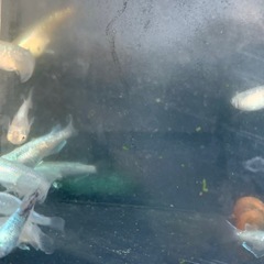 緑光鋼　メダカ　めだかの画像