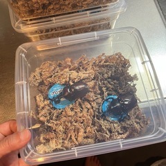 カブトムシ(70mm前後)の画像
