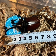 カブトムシ(70mm前後)の画像