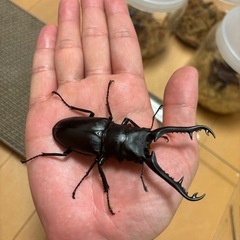 ギラファノコギリクワガタ　オスメスペアの画像