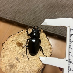 ギラファノコギリクワガタ　オスメスペアの画像