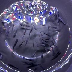 オロチ　20匹　メダカの画像