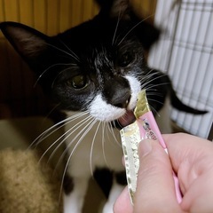 4匹の子猫のお母さん　2歳くらいさざえちゃん❤️