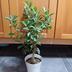 ランキングキーワードに紐づく投稿画像-観葉植物