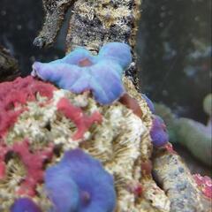 クロウミウマ(タツノオトシゴ)の画像