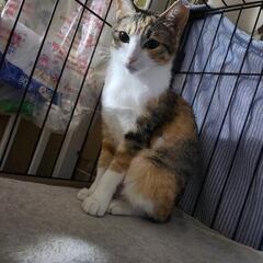 パステルカラーの三毛猫ちゃん