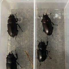　！！ノコギリクワガタ11匹！！の画像