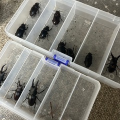 　！！ノコギリクワガタ11匹！！の画像