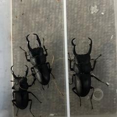 ！！コクワガタ9匹ヒラタクワガタ1匹！！の画像