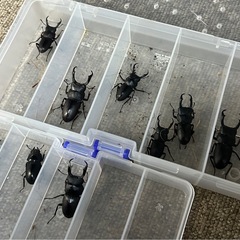 ！！コクワガタ9匹ヒラタクワガタ1匹！！の画像