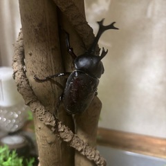 【ラスト2ペア】カブトムシ（ペア）の画像
