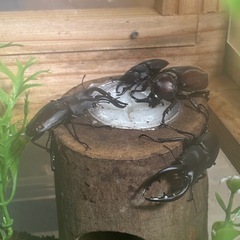 【ラスト2ペア】カブトムシ（ペア）の画像