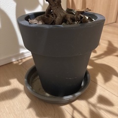観葉植物 フィカス【7号か8号鉢】 ゴムの木 の画像