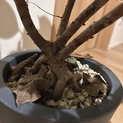 観葉植物 フィカス【7号か8号鉢】 ゴムの木 の画像