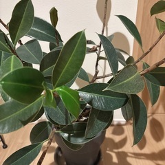 観葉植物 フィカス【7号か8号鉢】 ゴムの木 の画像