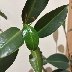 観葉植物 フィカス【7号か8号鉢】 ゴムの木 の画像