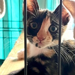困り顔、近くに寄るとフミフミ❣️するサンサンちゃん