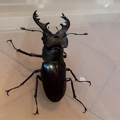 県内採取　ミヤマクワガタ　ノコギリクワガタの画像