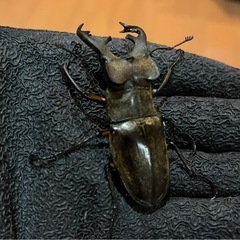 県内採取　ミヤマクワガタ　ノコギリクワガタの画像