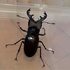 県内採取　ミヤマクワガタ　ノコギリクワガタの画像