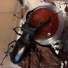 県内採取　ミヤマクワガタ　ノコギリクワガタの画像