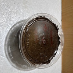 【残り3頭】ツシマヒラタクワガタ　幼虫 の画像