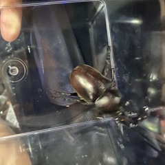 カブトムシ