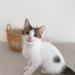 ブーンくん❣️おっとりさん生後2.5ヶ月の男の子