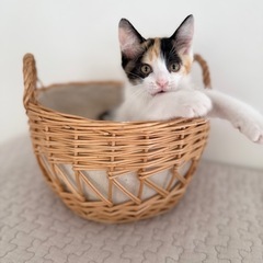 メリーズちゃん。マイペースで甘えん坊な生後2.5ヶ月の女の子