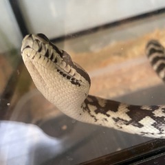 爬虫類用品探してます！