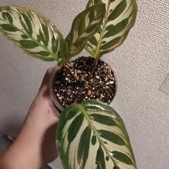 インテリア　観葉植物　カラテア　マコヤナの画像
