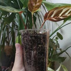 インテリア　観葉植物　カラテア　マコヤナの画像