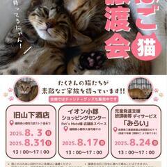 ほご猫譲渡会
