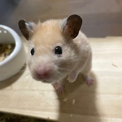 キンクマ(オス・10ヶ月)