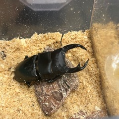 国産オオクワガタの画像