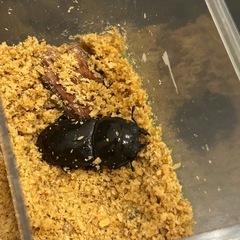 国産オオクワガタの画像