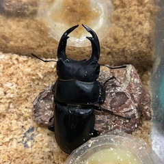 国産オオクワガタの画像