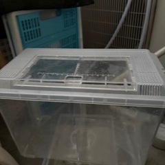 昆虫飼育引退、プラケ等の画像