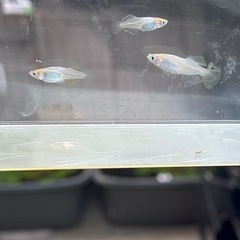 ◆◆元気なつぼみメダカ5匹セット◆◆の画像