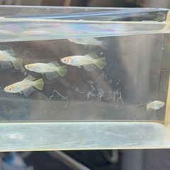 ◆◆元気なつぼみメダカ5匹セット◆◆の画像