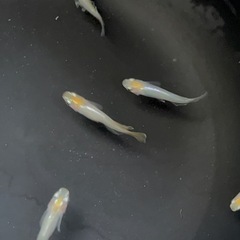 ◆◆元気なつぼみメダカ5匹セット◆◆の画像