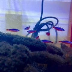 ネオンテトラ10匹セット淡水魚の画像